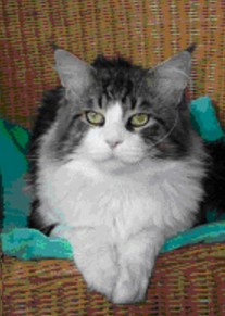 Maine Coon - CH. langstteich's Calvin