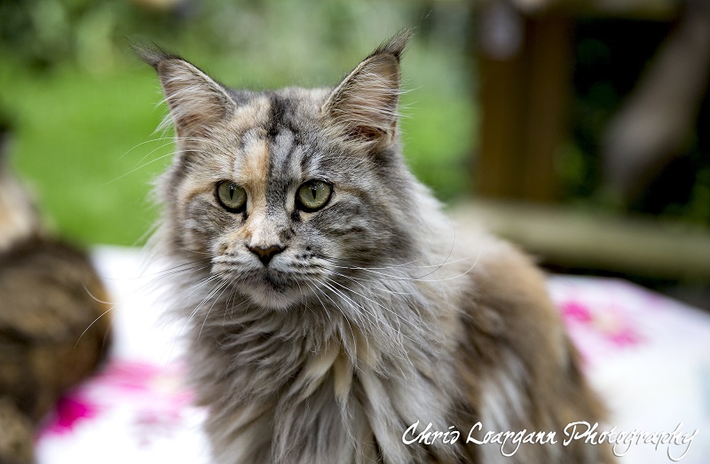 Maine Coon - Just happy Des Petits Youcoons