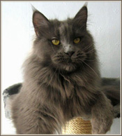 Maine Coon - manitou's Exquisite