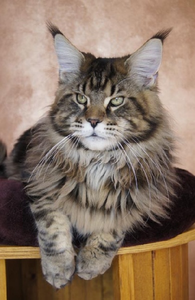 Maine Coon - justcoon's Per fecto