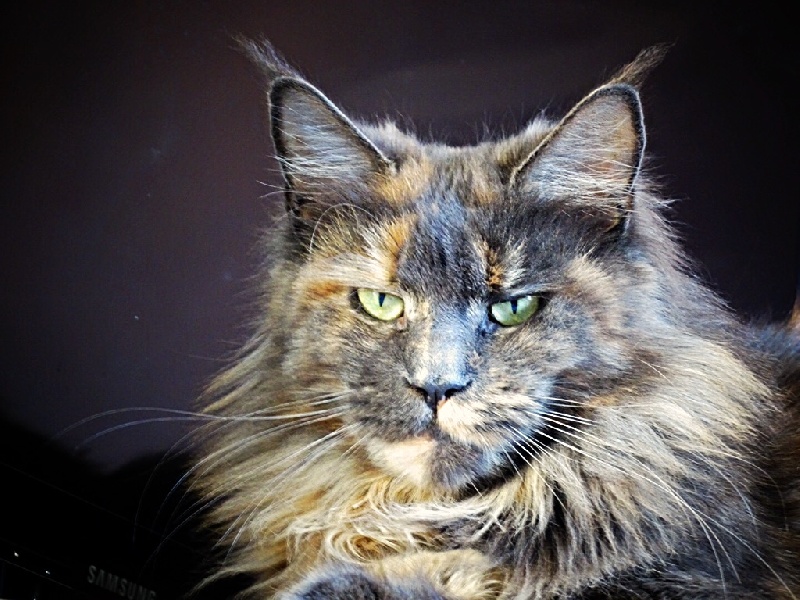 Maine Coon - Jessy belle de la palmeraie coon's
