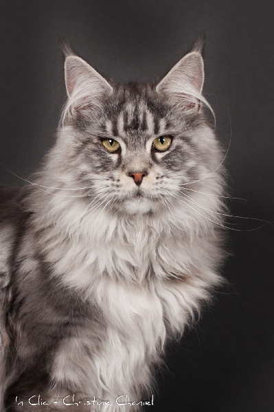 Maine Coon - mainefield's Pasa doble