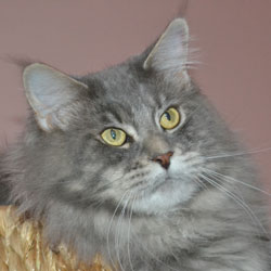 Maine Coon - Ipsos du Pays Angoumois