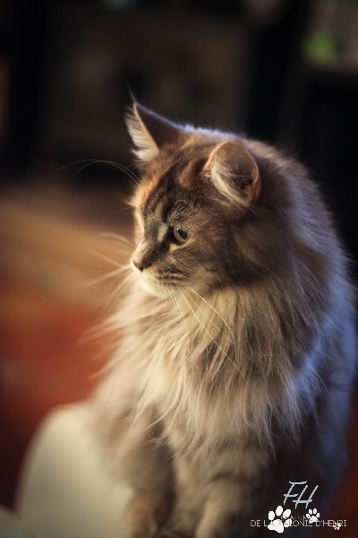 Maine Coon - JaÃ¯ra alias juliet De La Falonie D'Henri