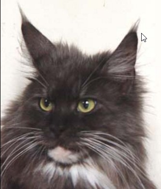 Maine Coon - Cartoonland's Talismane