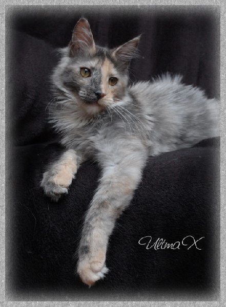 Maine Coon - funny footprint's Ultima x