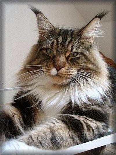 Maine Coon - cool motion's Chipsy