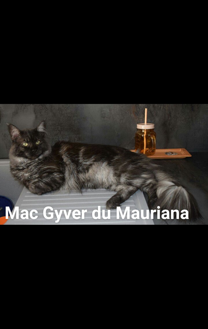 Mac gyver Du Mauriana