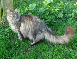 Maine Coon - CH. coonshine Skagway