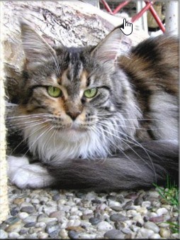 Maine Coon - langstteich's O' funny