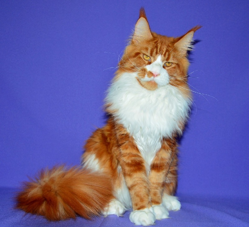 Maine Coon - Fred anmastar