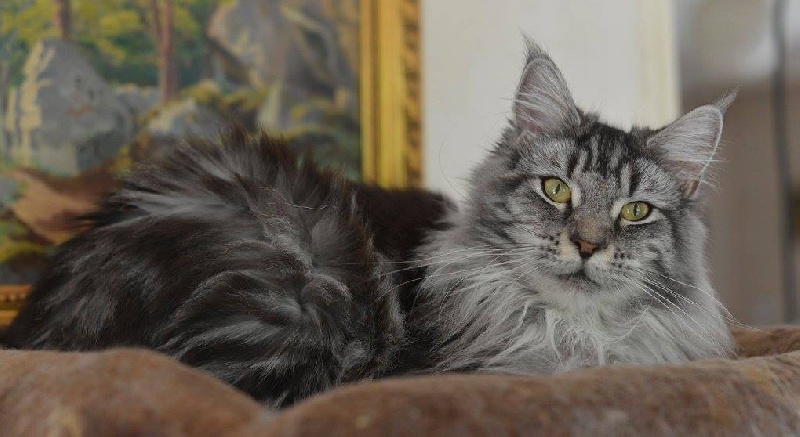 Maine Coon - Lily des coons gourmands