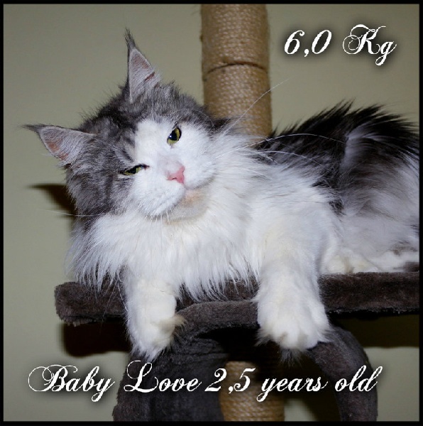 Maine Coon - countrycat's Baby love