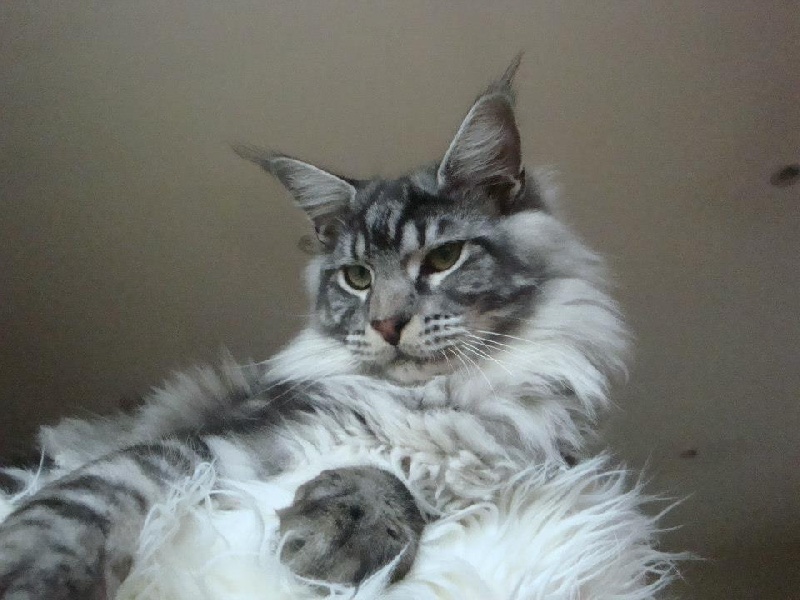 Maine Coon - justcoon's Tar tan