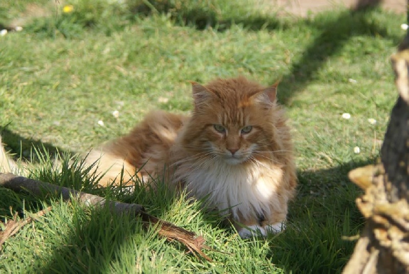 Maine Coon - Eragon de la Cat Mania