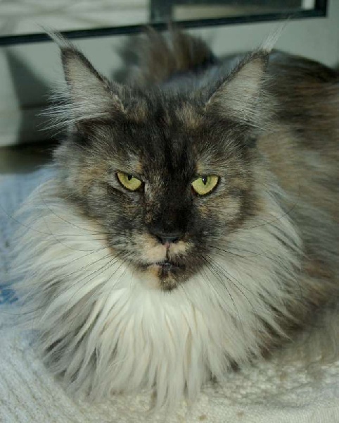 Maine Coon - Hékaw de Ménilmontant