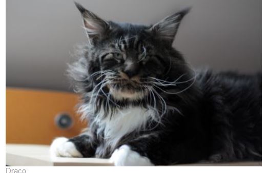 Maine Coon - Draco amibial
