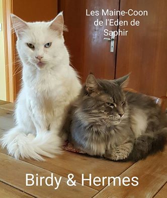 Maine Coon - Hermes Des Hudano Coon's