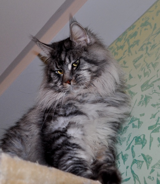 Maine Coon - CH. summerplace Number one