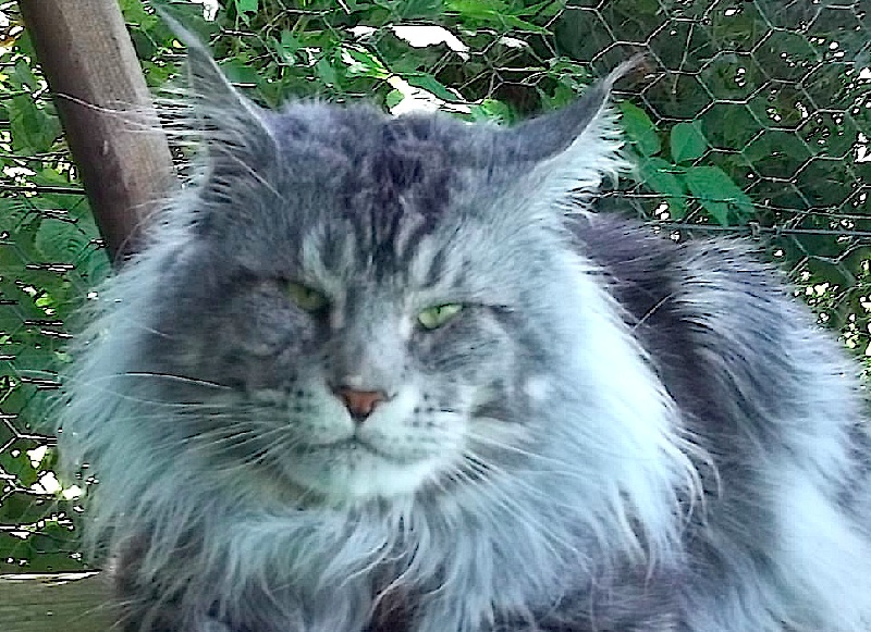 Maine Coon - Cartoonland's Gueule d'amour