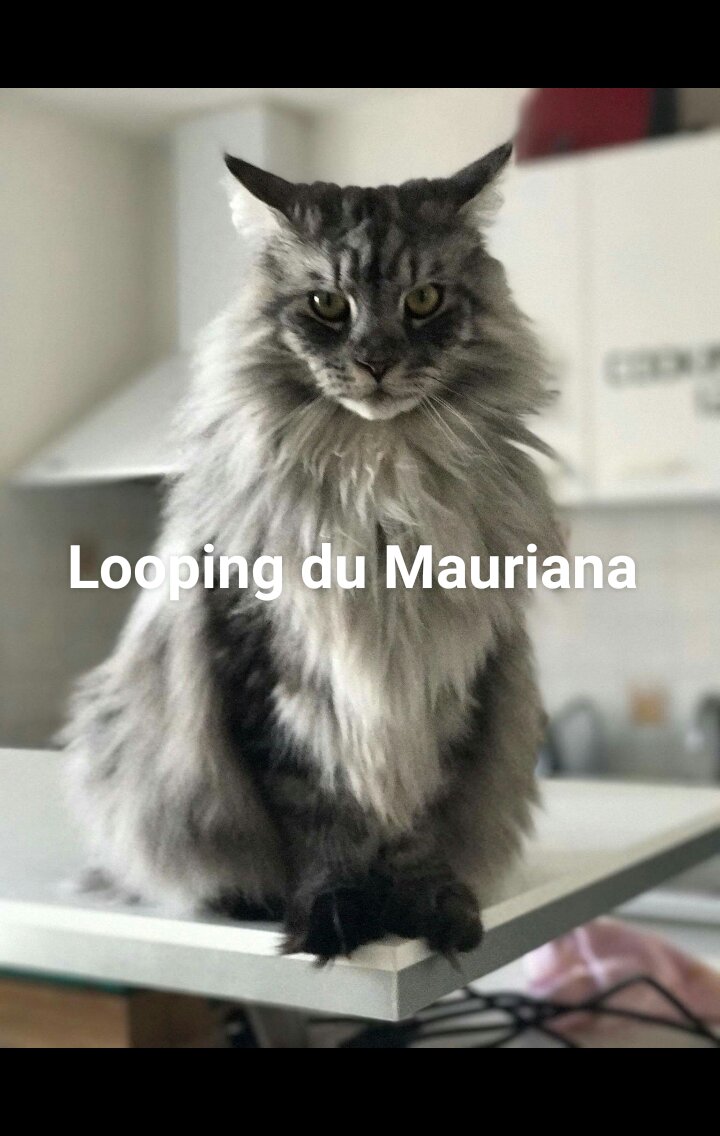 Looping Du Mauriana