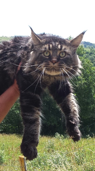 Maine Coon - CH. Ivan des jardins d'asgard