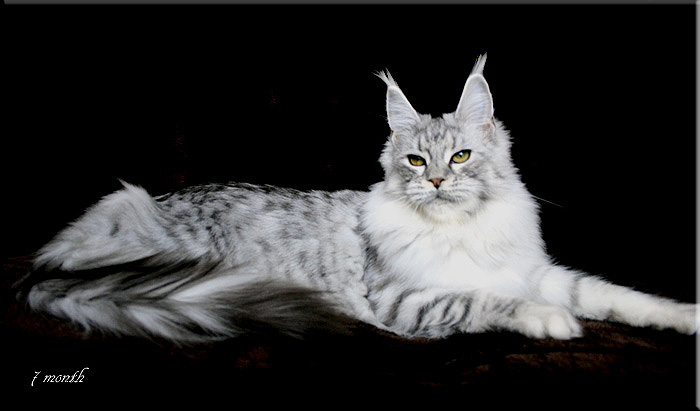 Maine Coon - CH. summerplace Amberly