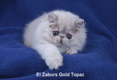 Persan - el zaburs Gold topaz