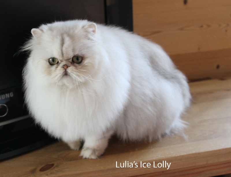 lulia's Ice lolly