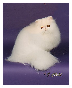 Persan - CH. kitty charm Windchill