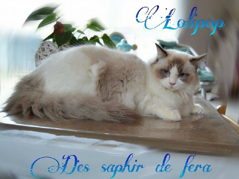 Ragdoll - Lolipop Des Saphir De Fera