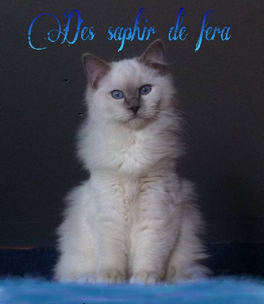 Ragdoll - Lola eloise Des Saphir De Fera