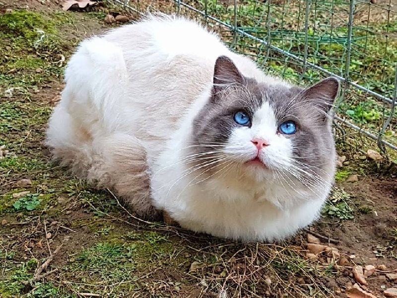 Ragdoll - CH. Mozart de laf 119263