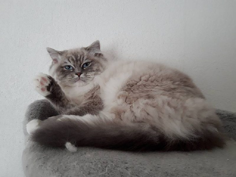 Ragdoll - Miya love (masha) Des Petits Flocons