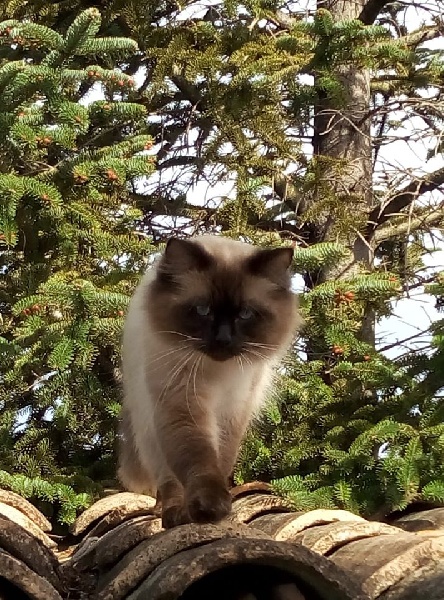 Ragdoll - Joey Snowy Blue Eyes