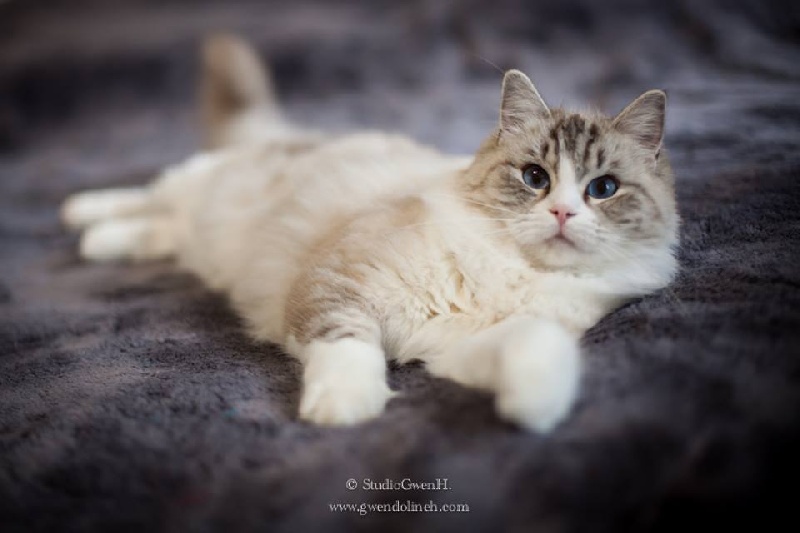 Ragdoll - CH. Maeva de la grotte d'azur