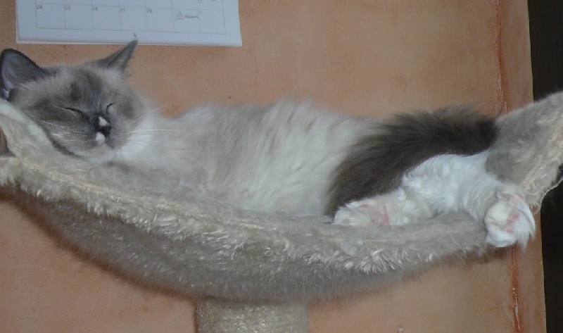 Ragdoll - Happy de Bois Vignol