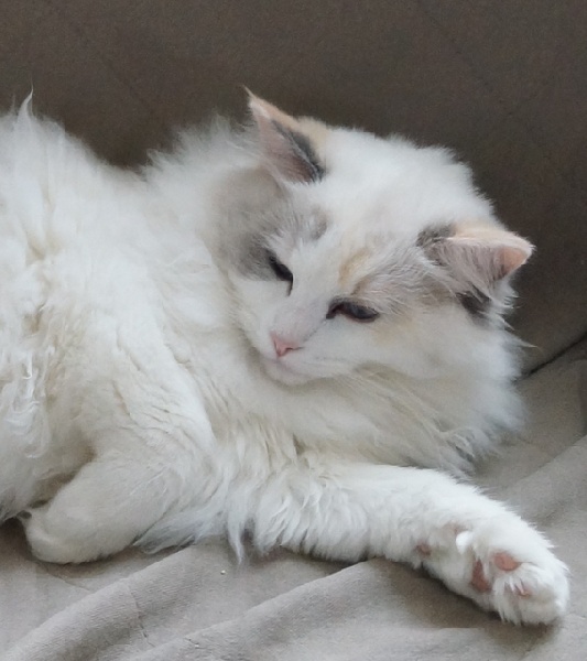 Ragdoll - tajeschidolls Garisha
