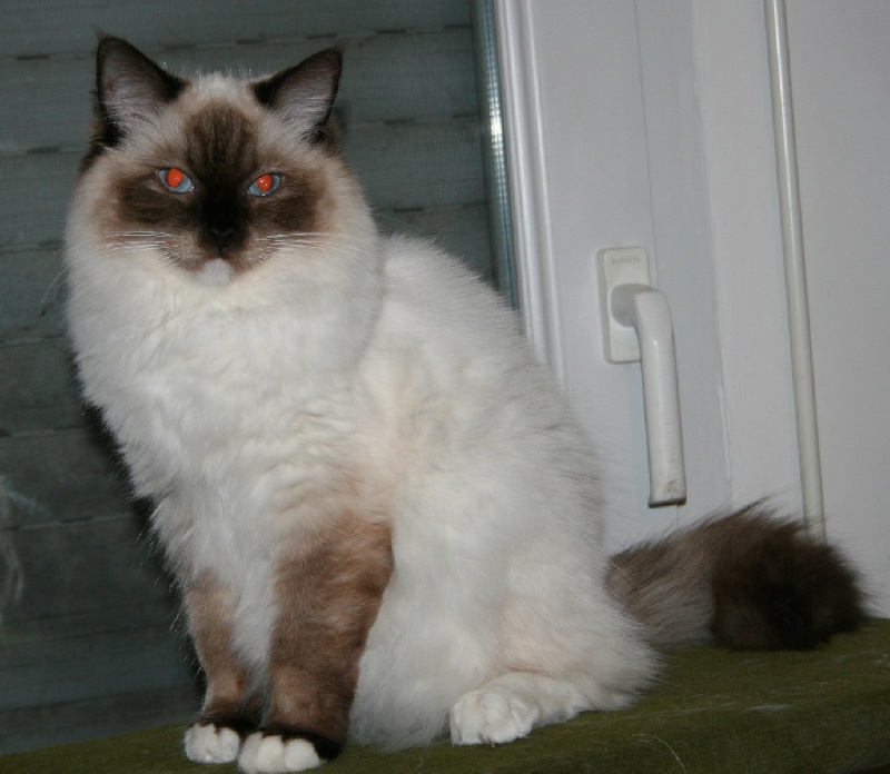 Ragdoll - Lulu castagnette de Kitten Tale