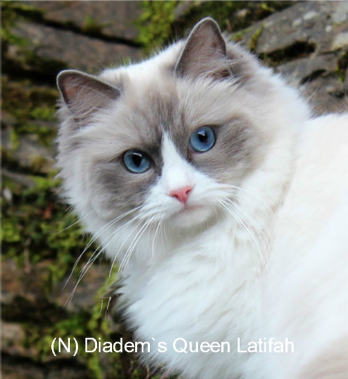 Ragdoll - diadem's Queen Latifah