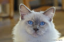 Ragdoll - CH. Jarod heritage de la rosdollane