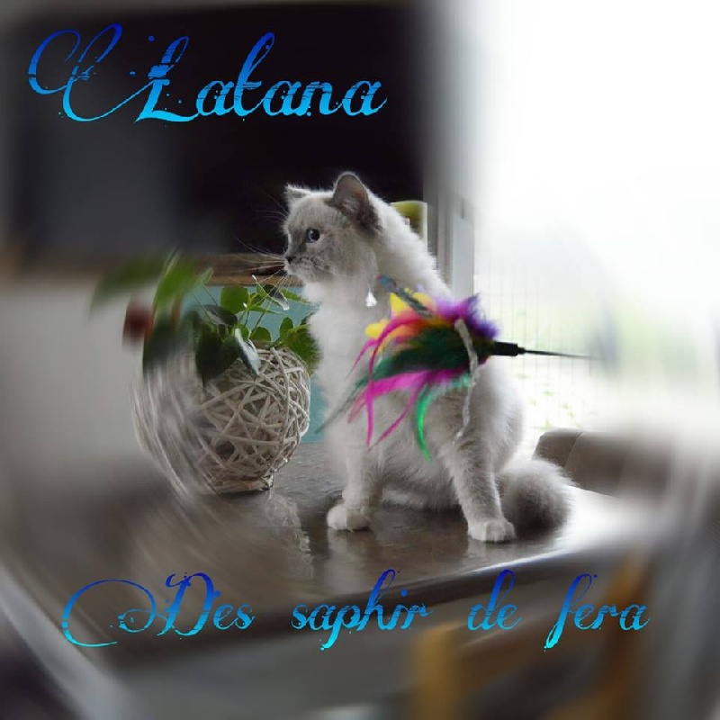 Ragdoll - Latana Des Saphir De Fera