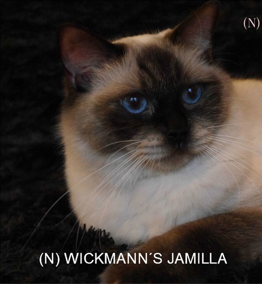 Ragdoll - CH. wiskmann's Jamilla