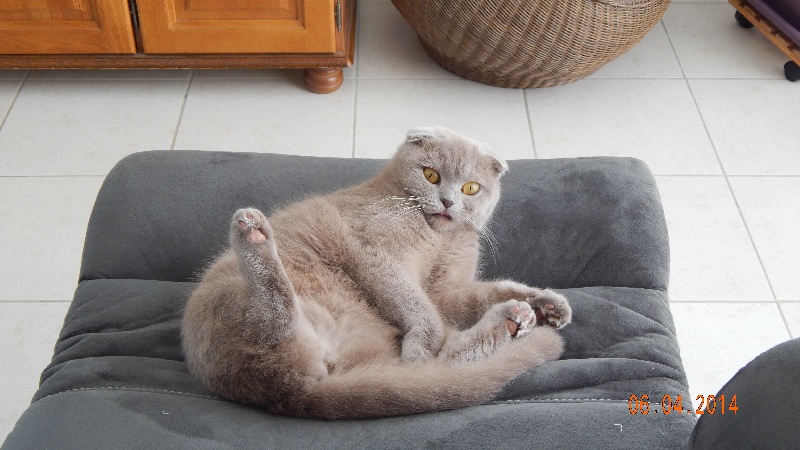 Scottish Fold - Habigaïl de choupy choup's