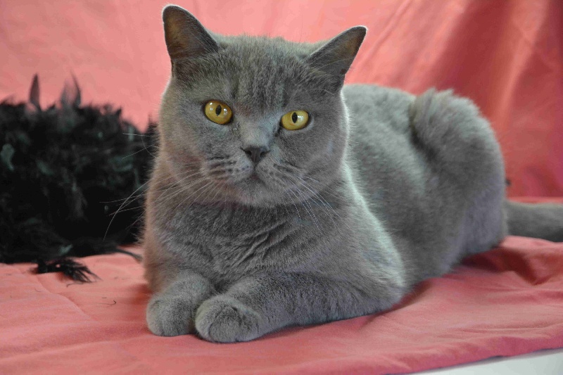 Scottish Fold - Garance de pen-enez