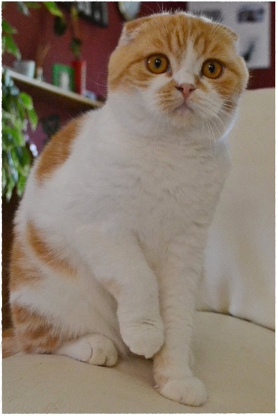 Les Scottish Fold de l'affixe D'Alys Romaël