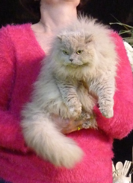 Selkirk Rex poil court et poil long - CH. Inka de rhapsody in blue