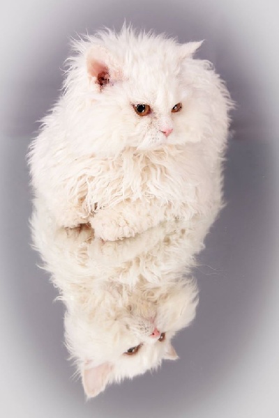 Selkirk Rex poil court et poil long - CH. Curly-gillano van den lindenberg