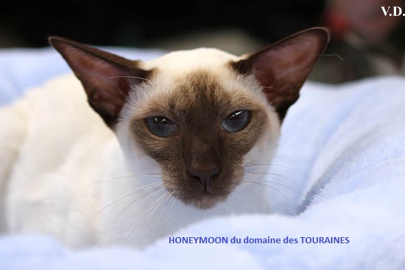 CH. Honeymoon du Domaine des Touraines