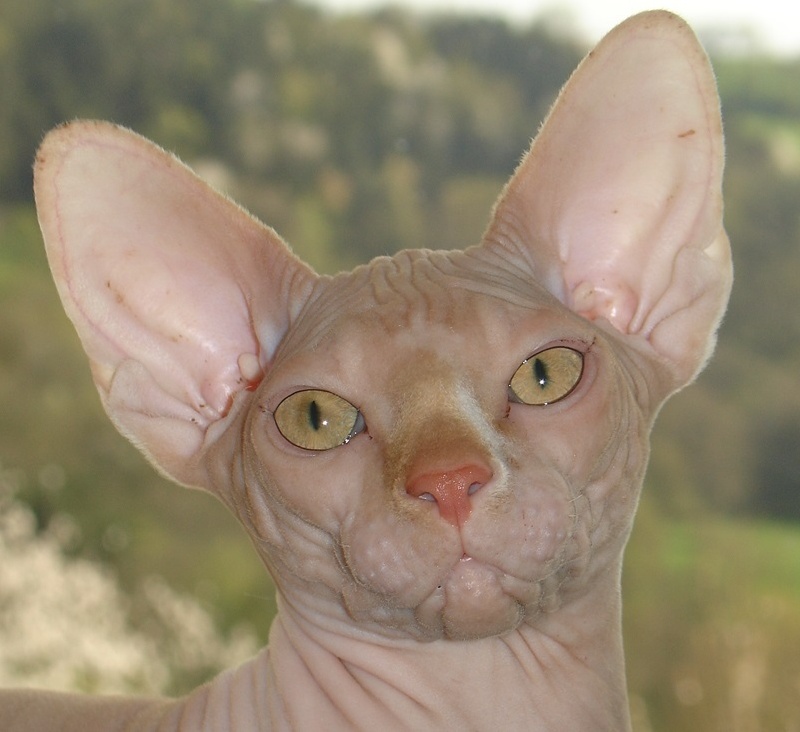 Sphynx - CH. vandvis Hantastic